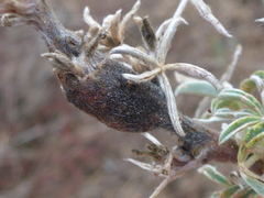 Neolasioptera lupini