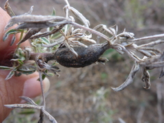 Neolasioptera lupini