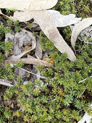 Pultenaea pedunculata
