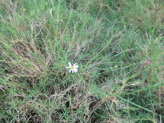 Chloracantha spinosa