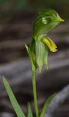 Pterostylis smaragdyna