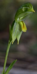 Pterostylis smaragdyna