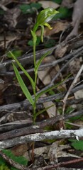 Pterostylis smaragdyna