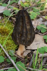 Morchella australiana