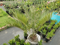 Zamia
