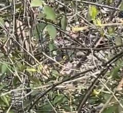 Cardellina canadensis