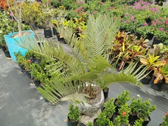 Zamia