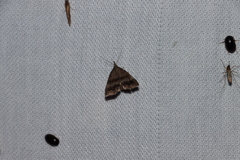 Phalaenostola larentioides