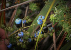 Dianella sandwicensis
