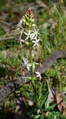 Stackhousia monogyna