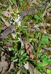 Stackhousia monogyna