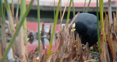 Fulica armillata