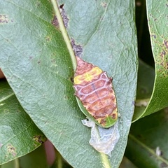 Prolimacodes badia