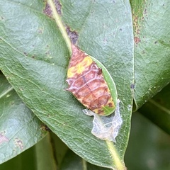 Prolimacodes badia