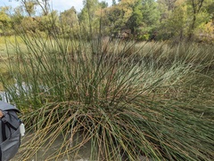 Schoenoplectus californicus