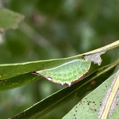 Prolimacodes badia