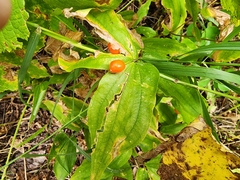 Prosartes hookeri