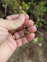 Lonicera interrupta