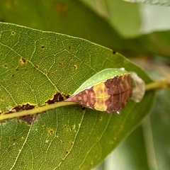 Prolimacodes badia