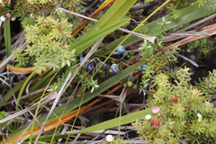 Dianella sandwicensis