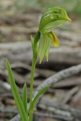Pterostylis smaragdyna