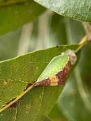Prolimacodes badia