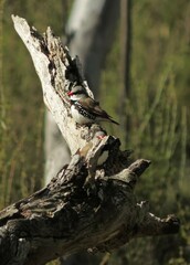 Stagonopleura guttata