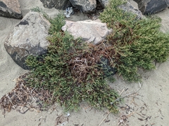 Salicornia pacifica
