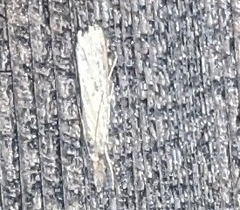 Homoeosoma electella