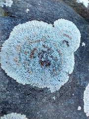Placopsis