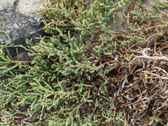 Salicornia pacifica