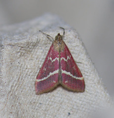 Pyrausta volupialis