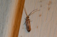 Tenomerga cinerea