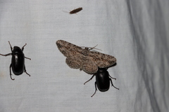 Iridopsis vellivolata