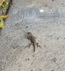 Sceloporus occidentalis