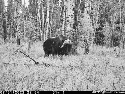 Muskox