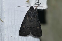Apamea impulsa