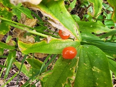 Prosartes hookeri