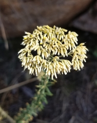 Helichrysum kraussii