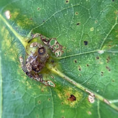 Callirhytis pigra