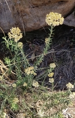 Helichrysum kraussii