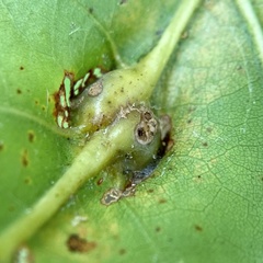 Callirhytis pigra