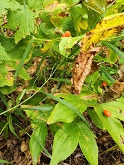 Prosartes hookeri