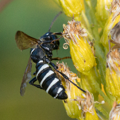 Cerceris nigrescens