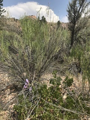 Penstemon comarrhenus