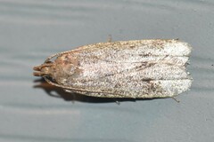 Psilocorsis reflexella