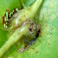 Callirhytis pigra