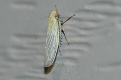 Graminella nigrifrons