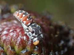 Holcopasites calliopsidis