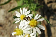 Thecophora